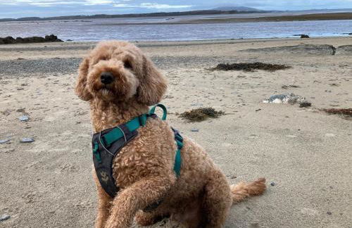 Stylish, Dog Friendly Coastal Bungalow With Garden - Foto 29