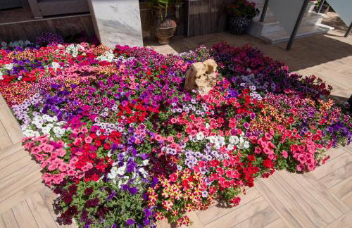 Olympos Paradice Hotel-Near zorbas Beach-FREE Breakfast - Foto 64