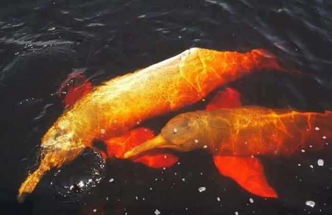 Excursión de 3 días por el Parque Nacional Madidi - Foto 5