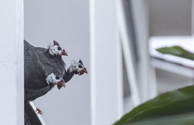 Resort Fazenda 3 Pinheiros - Foto 17