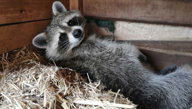 Un joli petit raton laveur