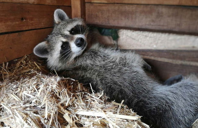 La Era de las Aves Zoo Ticket - Foto 2