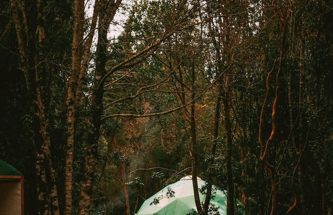 Cabañas Ensenada Bosque Nativo - Foto 54