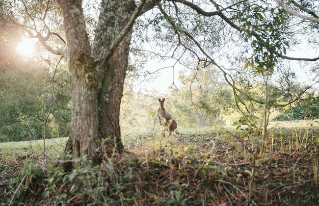 Bluegums Cabins Barrington Tops - Photo 60