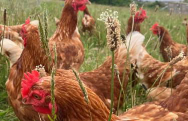 Tiny home on an organic croft, Isle of Arran - Photo 9