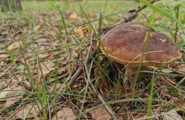 Brzozowa Ostoja - Foto 14