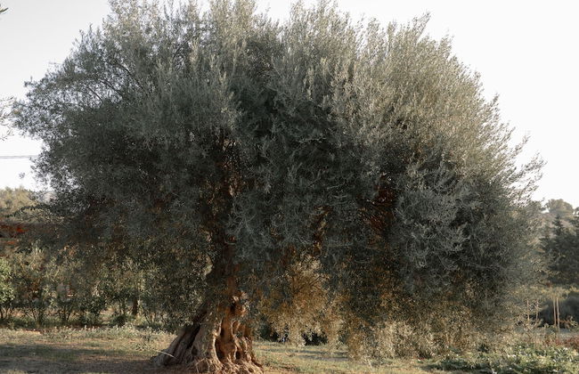 IUTA Glamping & Farm - Foto 75