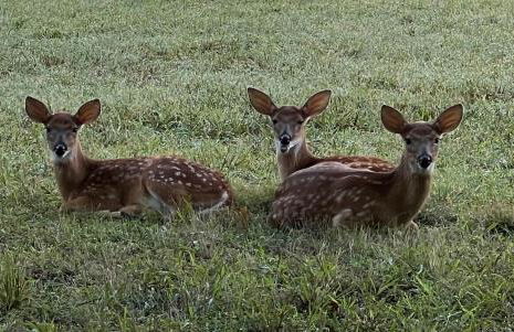 The Ann-ex at King's Crossing - Foto 23