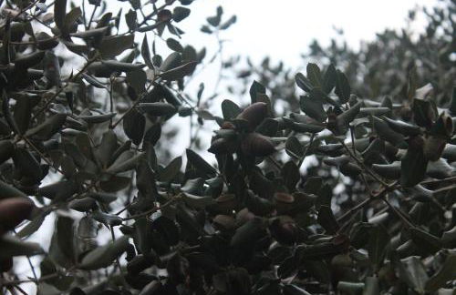 Casa Rural La Coscoja - Foto 39