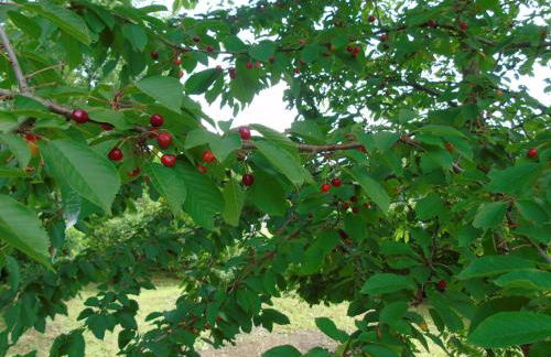 Maison L'Hirondelle Rustique à Tournavaux - Foto 43