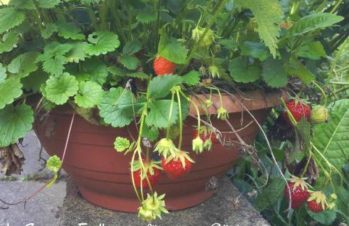 Ferienwohnung am Ellerbach - Foto 55