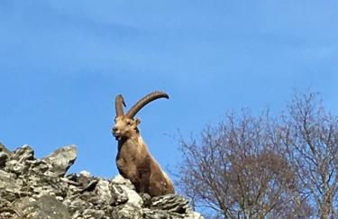 Chabot de Saint Maurice Meublé de Tourisme 3*** - Foto 36