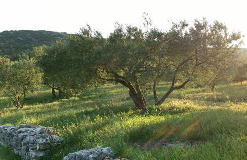 Lavanda - Photo 46