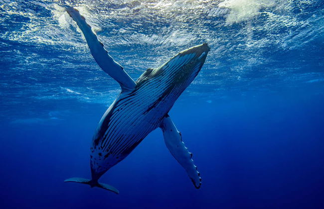 Whale Watching in Mo'orea - Foto 6