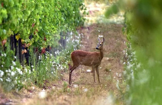 A Vineyard Apartment Retreat - Foto 37