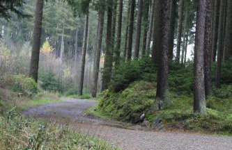 ZumSeehörnchen Haus Schmetterling - Foto 20