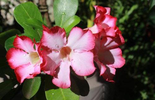 Jardim UIXA - Foto 75