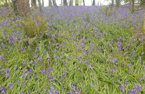 Tresillian Lodge Waterfront, Forest, Hot tub,Sauna - Foto 21