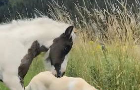 Ferienhof Pohl-Optimal für Familien - Foto 75
