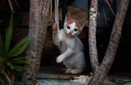 Kouvelia Country Home Luxury Villa Rental - Foto 6