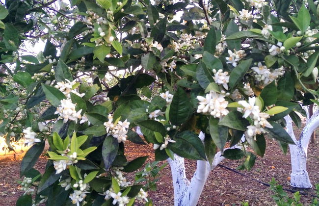 Zagara di Sicilia - Foto 48