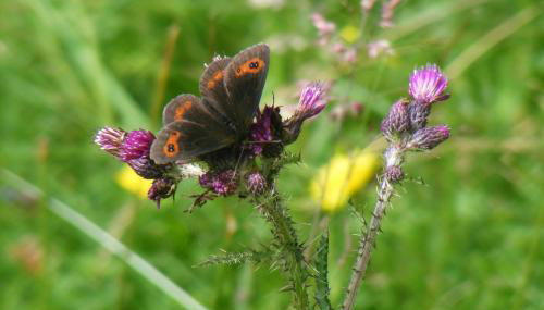 Bothan a' Bhile - Foto 4