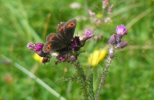 Bothan a' Bhile - Foto 4