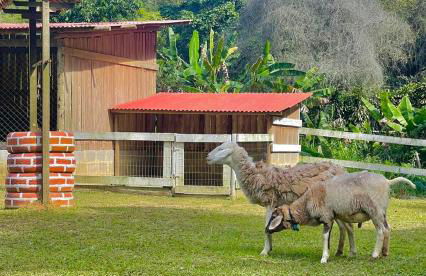 Hotel Fazenda Rancho Mineiro - Foto 41
