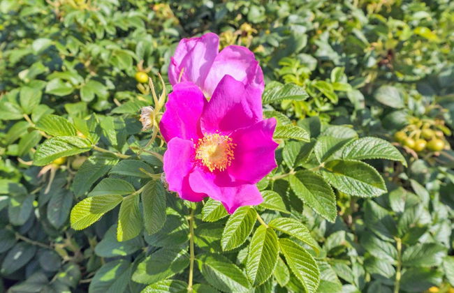 "Mia" - 200m from the sea - Foto 3