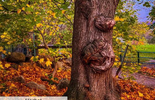 Harz Auszeit, Fewo Bergblicke, ruhig & besonders -2 Balkone, Jura Kaffeevollautomat, für Gäste mit Hund geeignet - Foto 31