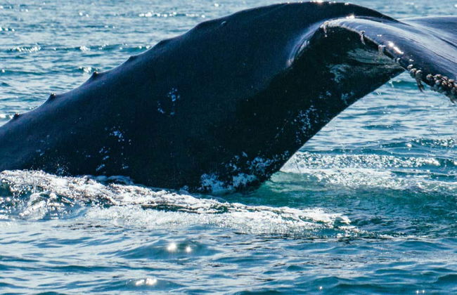 Whale Watching in Mancora - Photo 2