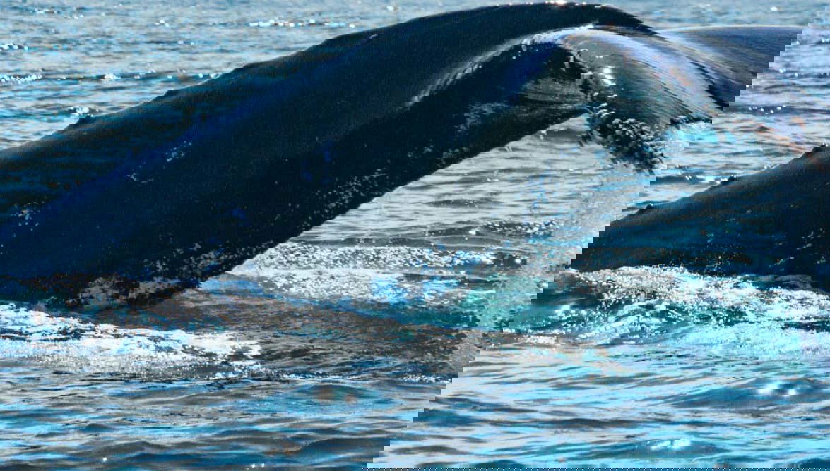 Whale Watching in Mancora