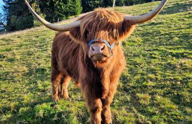 Auszeit zwischen Fellnasen - Foto 8