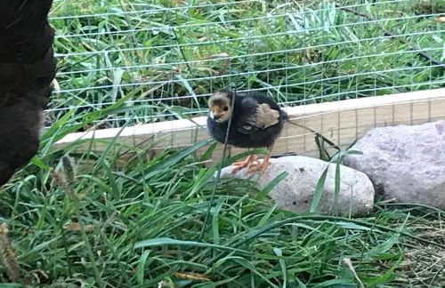 Ferienwohnung am Hirtenpfad - Foto 18