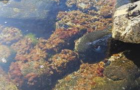 LaLuna Apartments - Sea Panorama - 20mins from CTA airport - Foto 7