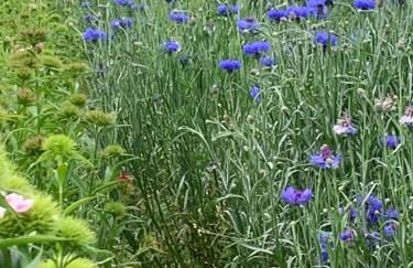 Apartament Blumenblick - Foto 41