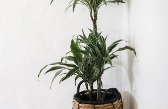 The Carobs Villas - Foto 6