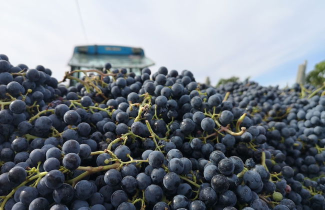 Tenuta S. Agnese - Photo 37