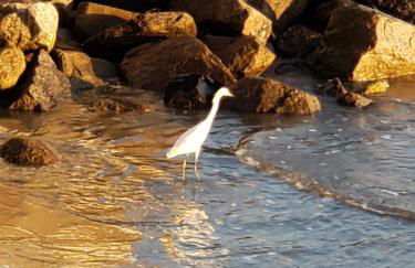 Apartamento PÉS NA AREIA - Foto 4