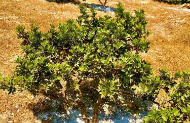 Kallimasia Chios - Iraklis House - Foto 19