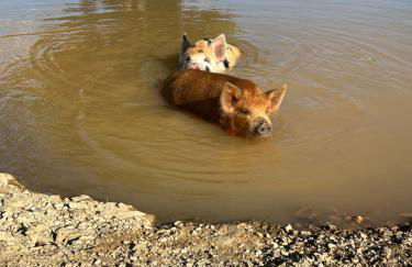 Quinta Dos Avós Lourenço - Foto 24