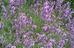 Apartment in Wutha-Farnroda 3178 - Foto 6