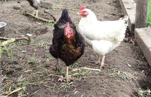 Flussperle - Foto 44