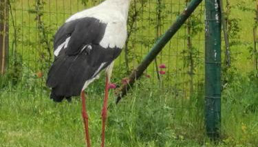 Friedenfelder Nest - Photo 3