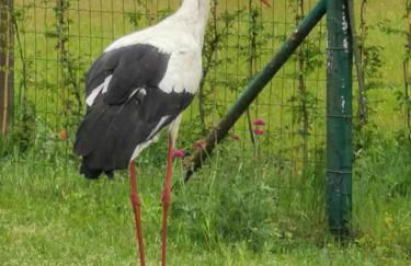 Friedenfelder Nest - Photo 3