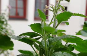 Pirna Altstadtgeflüster - Photo 8