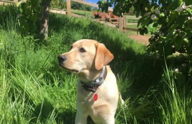 Pardlestone Farm – Self-Catering Cottages - Foto 98