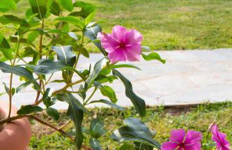 Nikodimos Garden Studios - Foto 24