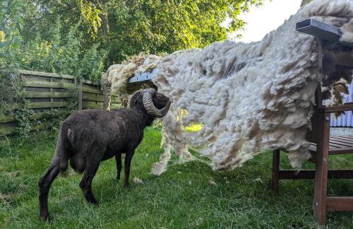 Familienfreundliches Ferienhaus auf Hof mit Schafen - Foto 22