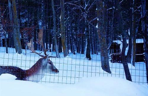 Chalet Vacanze Il Daino - Foto 24